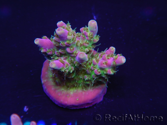 WYSIWYG Acropora 15J7 Fidji acclimaté led