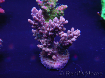 WYSIWYG Acropora 15J9 Maricoltura acclimatata a LED