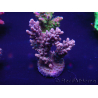 WYSIWYG Acropora 15J9 Maricoltura acclimatata a LED