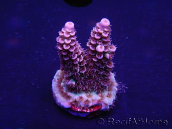 WYSIWYG Acropora tenuis 15K2 Maricoltura acclimatata led