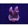 WYSIWYG Acropora tenuis 15K2 Maricoltura acclimatata led