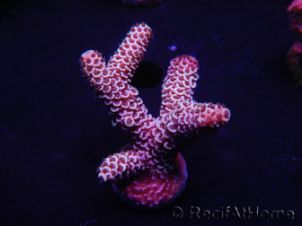 WYSIWYG Acropora spathulata 15L5 Australia aclimatado led