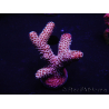 WYSIWYG Acropora spathulata 15L5 Australia aclimatado led