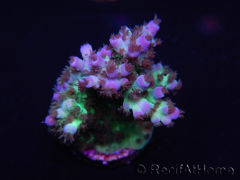 WYSIWYG Acropora 15L9 Fidji acclimaté led