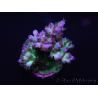 WYSIWYG Acropora 15L9 Fidji acclimaté led