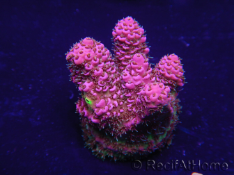 WYSIWYG Acropora hyacinthus 15M8 Mariculture acclimaté led