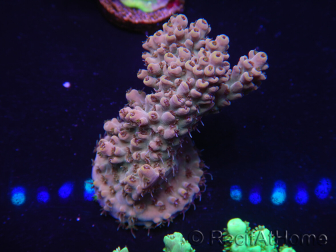 WYSIWYG Acropora 15N9 Maricultura aclimatada led