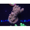 WYSIWYG Acropora 15N9 Maricultura aclimatada led