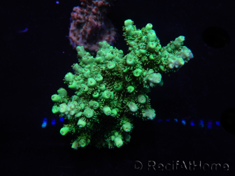 WYSIWYG Acropora aculeus 15O2 Australie Acclimaté led