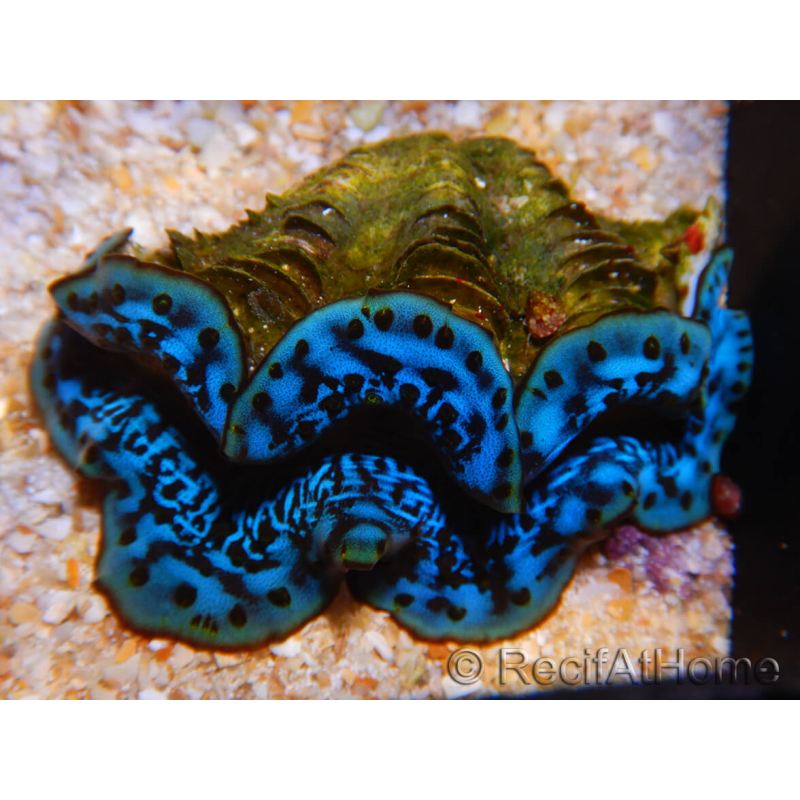 WYSIWYG Tridacna maxima Bénitiers Gold B5 (6.5 cm)