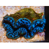 WYSIWYG Tridacna maxima Bénitiers Gold B5 (6.5 cm)