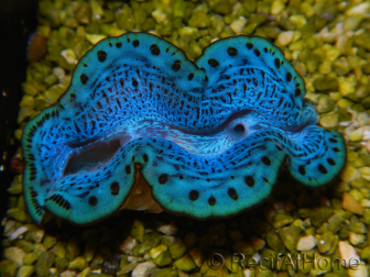 WYSIWYG Tridacna maxima Bénitiers C3 (5.5 cm)