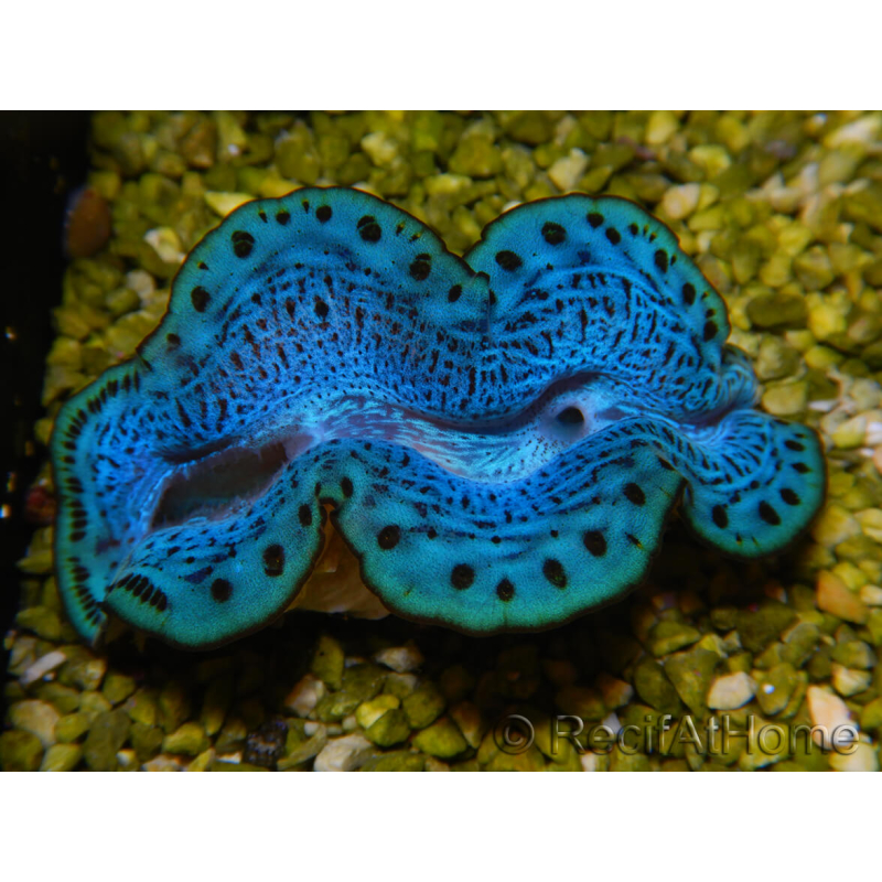 WYSIWYG Tridacna maxima Bénitiers C3 (5.5 cm)