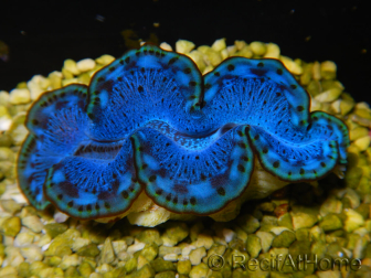 WYSIWYG Tridacna maxima D1