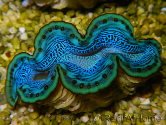 WYSIWYG Tridacna maxima Bénitiers D2 (6 cm)