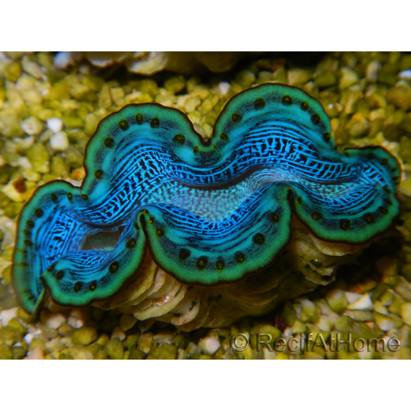 WYSIWYG Tridacna maxima Bénitiers D2 (6 cm)