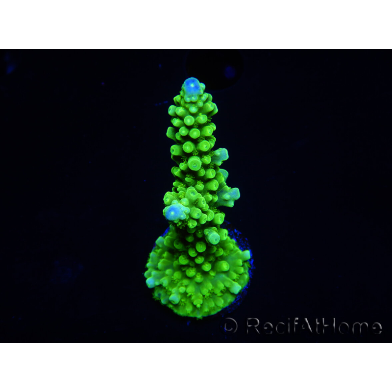 WYSIWYG Acropora yongei Geen Slimer 5S1