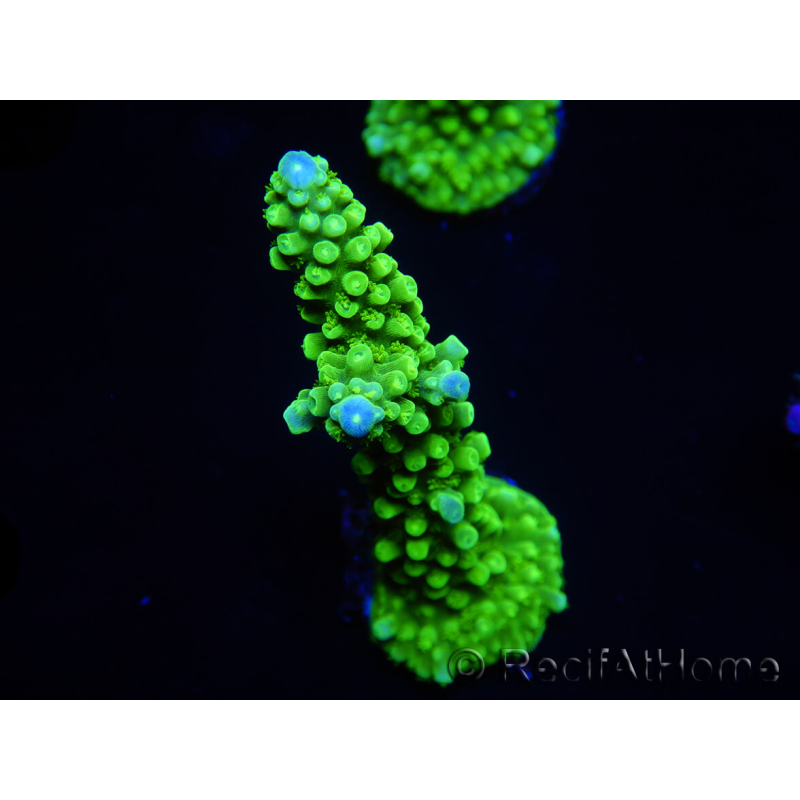 WYSIWYG Acropora yongei Geen Slimer 5S2