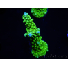 WYSIWYG Acropora yongei Geen Slimer 5S2