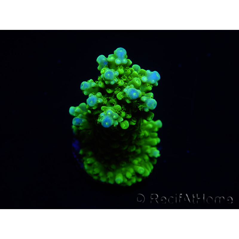 WYSIWYG Acropora yongei Geen Slimer 5S4