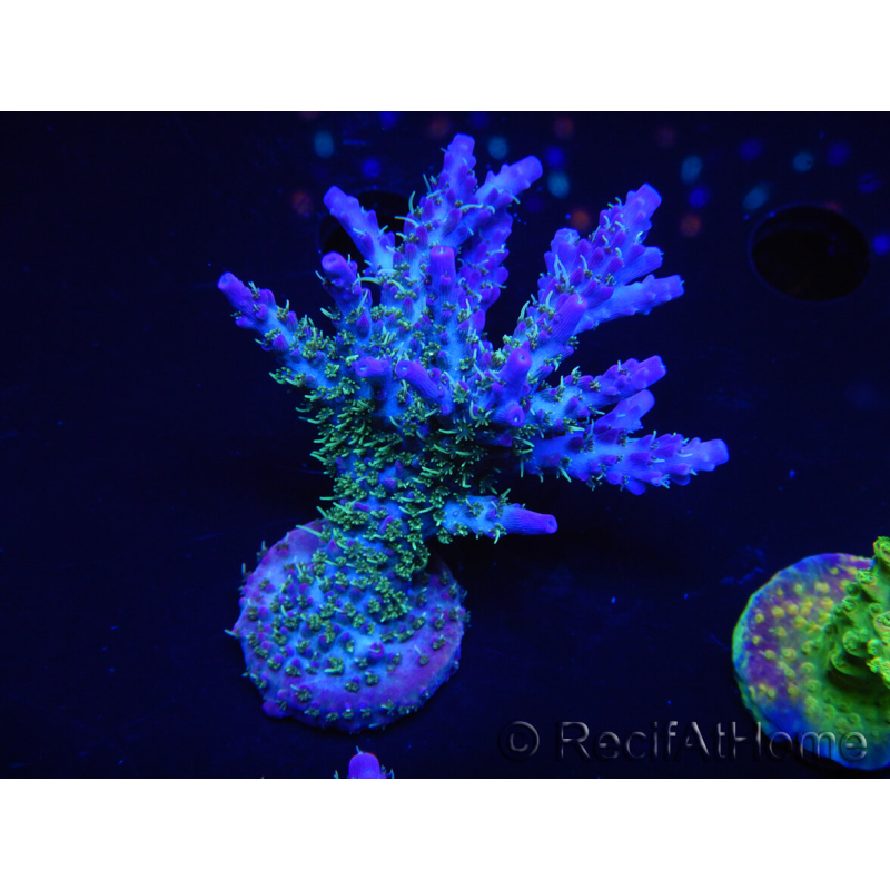 WYSIWYG- RAH Acropora Purple Haze 5B2