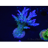 WYSIWYG- RAH Acropora Purple Haze 5B2