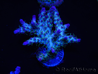 WYSIWYG- RAH Acropora Purple Haze 5B3