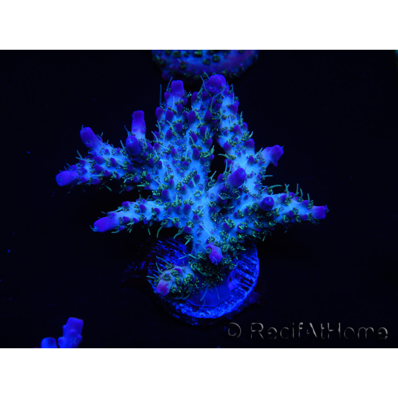 WYSIWYG- RAH Acropora Purple Haze 5B3