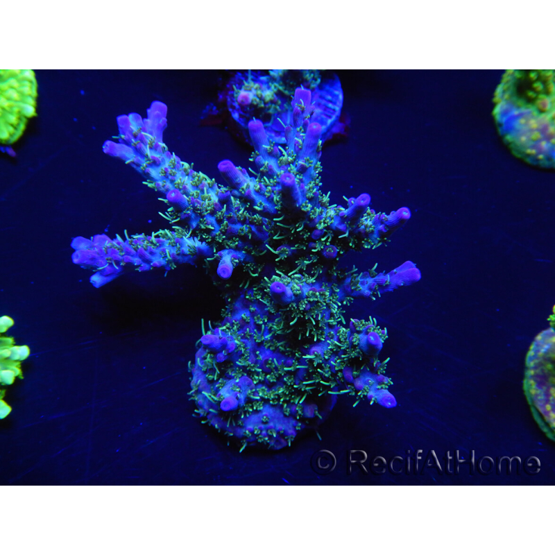 WYSIWYG- RAH Acropora Purple Haze 5B4