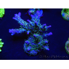 WYSIWYG- RAH Acropora Purple Haze 5B4