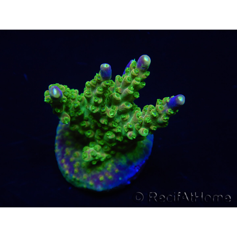 WYSIWYG MH Acropora natalensis 5C4