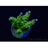 WYSIWYG MH Acropora natalensis 5C4