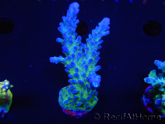 WYSIWYG - RAH Acropora tortuosa 5F1