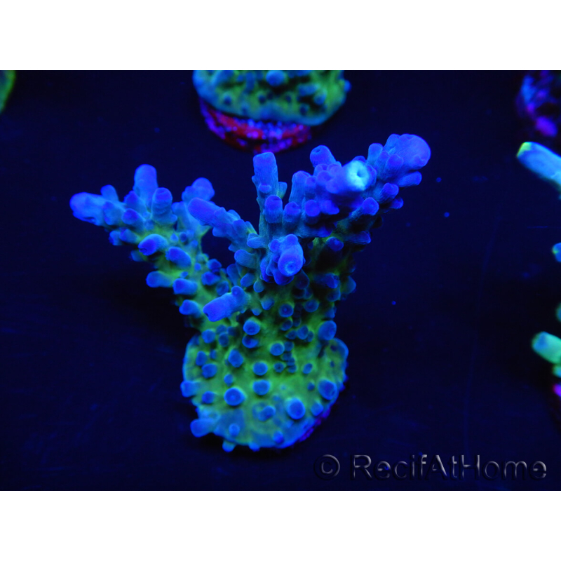 WYSIWYG - RAH Acropora tortuosa 5F2