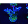 WYSIWYG - RAH Acropora tortuosa 5F2