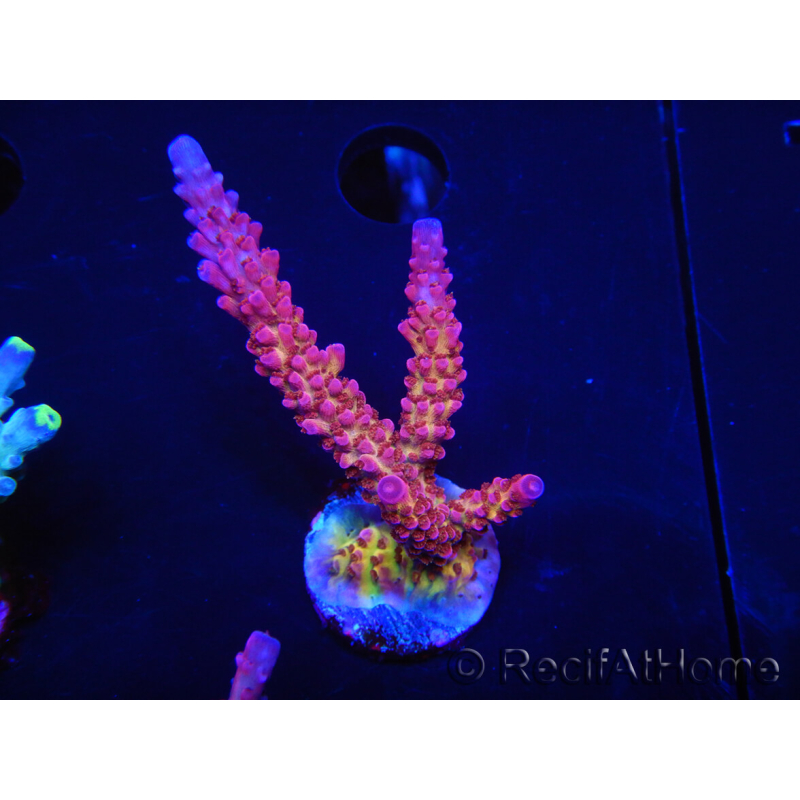 WYSIWYG - Acropora PC Rainbow 5D1