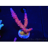 WYSIWYG - Acropora PC Rainbow 5D1