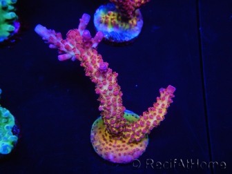 WYSIWYG - Acropora PC Rainbow 5D2