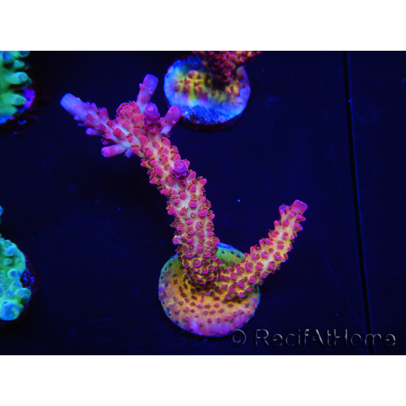 WYSIWYG - Acropora PC Rainbow 5D2