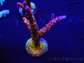 WYSIWYG - Acropora PC Rainbow 5D4