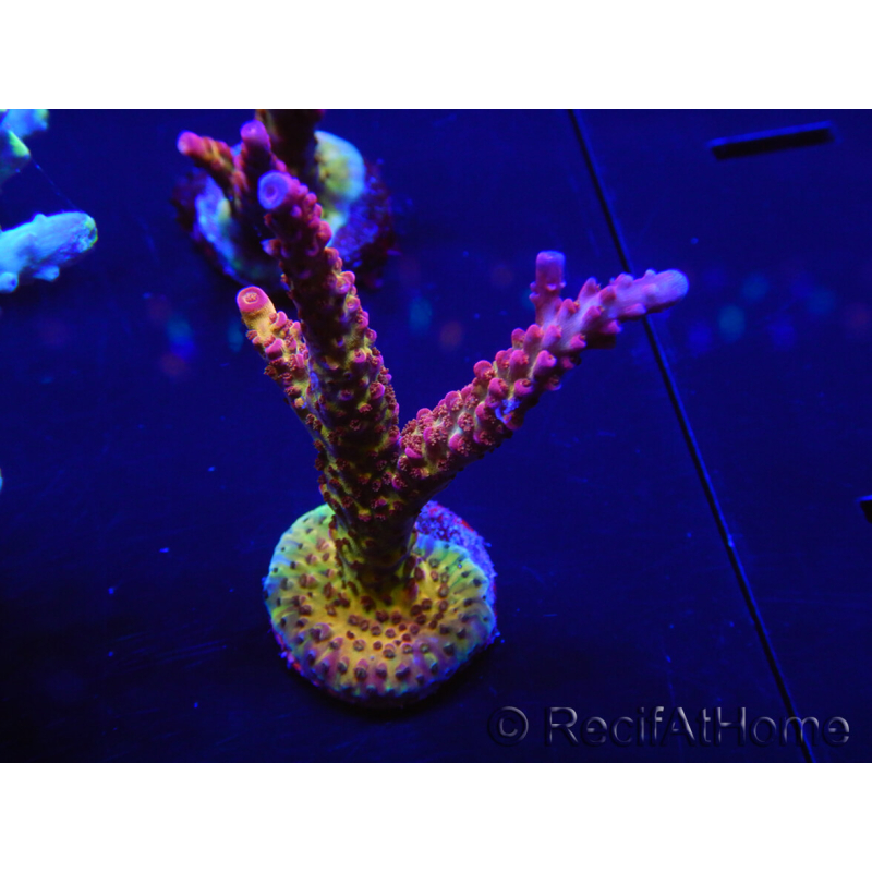 WYSIWYG - Acropora PC Rainbow 5D4