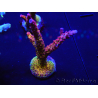 WYSIWYG - Acropora PC Rainbow 5D4