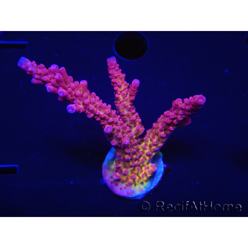 WYSIWYG - Acropora PC Rainbow 5I1