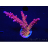 WYSIWYG - Acropora PC Rainbow 5I1