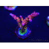 WYSIWYG - Acropora PC Rainbow 5I2