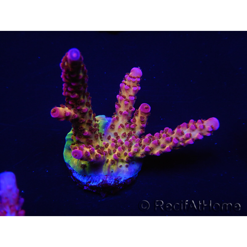 WYSIWYG - Acropora PC Rainbow 5I3