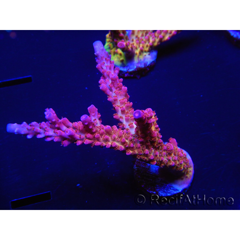 WYSIWYG - Acropora PC Rainbow 5I4