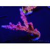 WYSIWYG - Acropora PC Rainbow 5I4