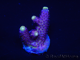 WYSIWYG RAH Acropora Rainbow Mango 5K1