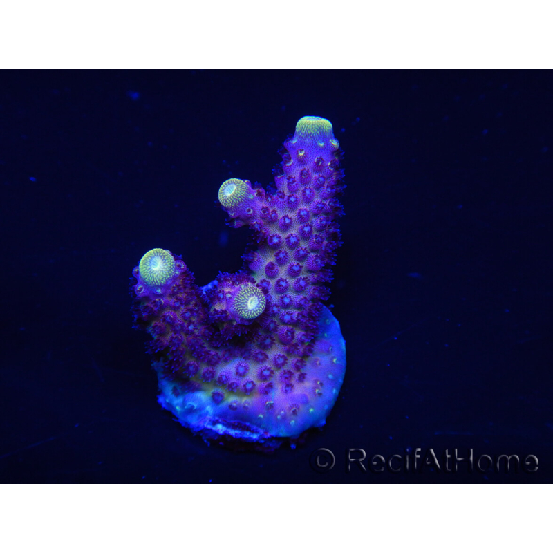 WYSIWYG RAH Acropora Rainbow Mango 5K1